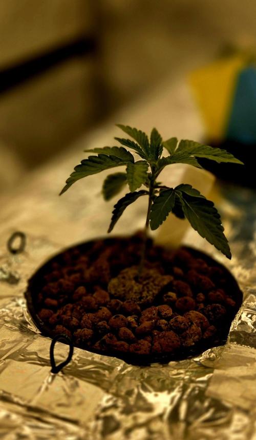 Wizard Trees DIY DWC. Week 3 - Zangria no.2