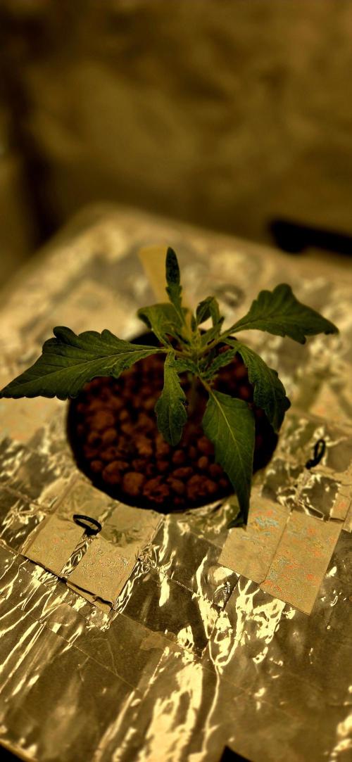 Wizard Trees DIY DWC. Week 3 - my special quest =D