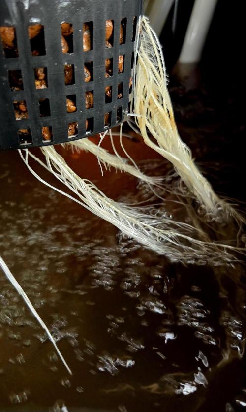Wizard Trees DIY DWC. Week 3 - Early Roots =)))
