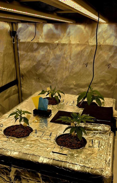 Wizard Trees DIY DWC. Week 3 - all 4