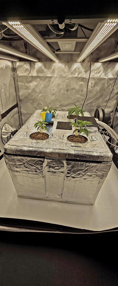 Wizard Trees DIY DWC. Week 3