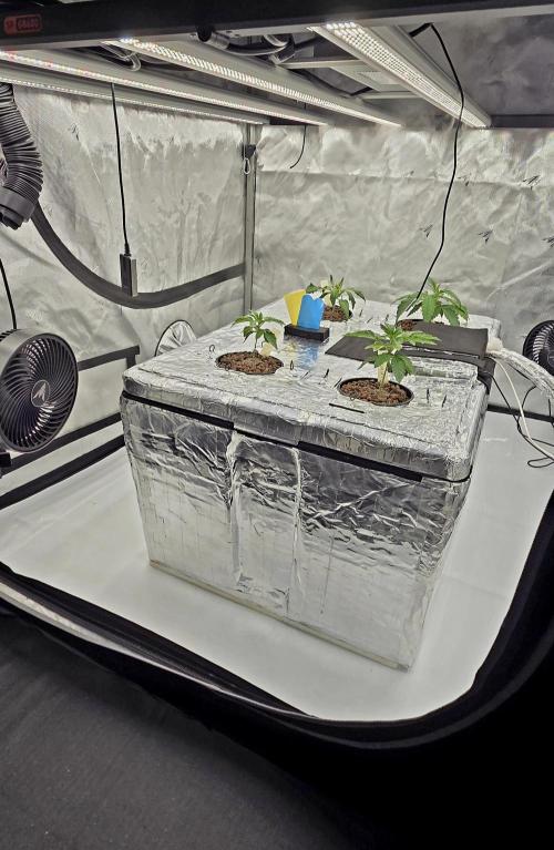 Wizard Trees DIY DWC. Week 3 - System
