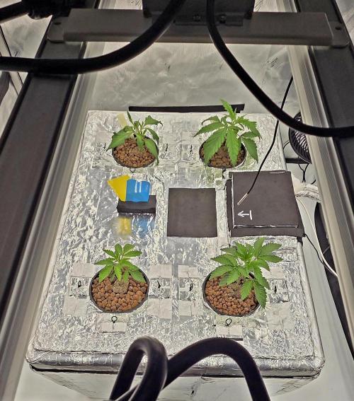 Wizard Trees DIY DWC. Week 3 - All 4 front Zangria s1 back London Fog