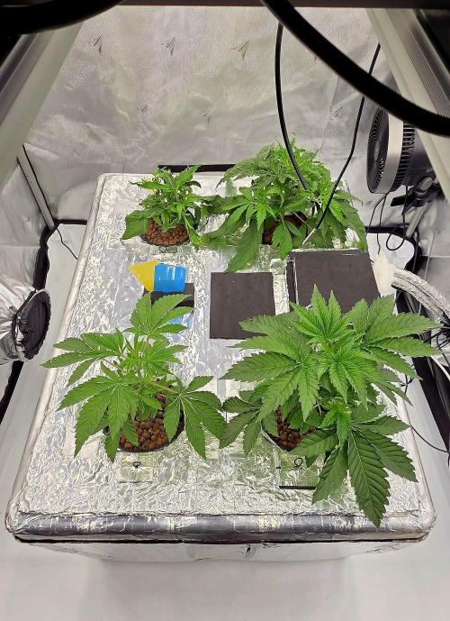 Wizard Trees DIY DWC. Week 4 - all 4 =)