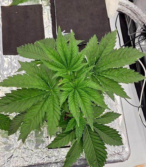 Wizard Trees DIY DWC. Week 4 - ZangriaS1 no1
