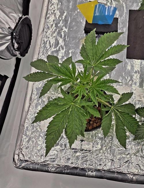 Wizard Trees DIY DWC. Week 4 - ZangriaS1 no2 