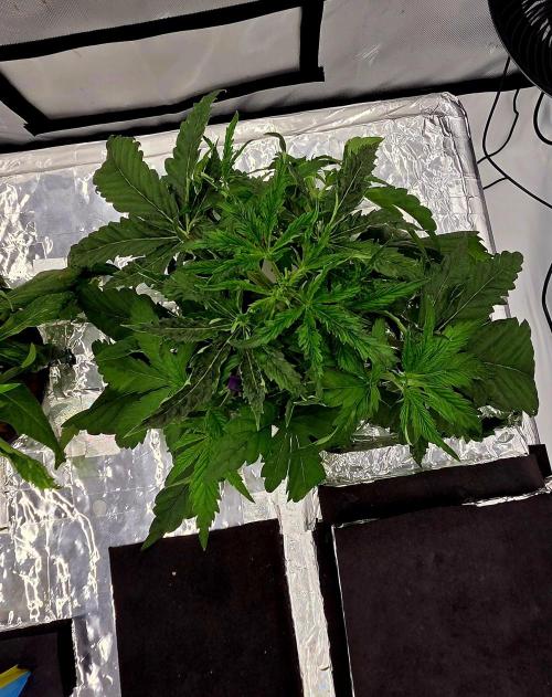 Wizard Trees DIY DWC. Week 4 - London no1 Top view
