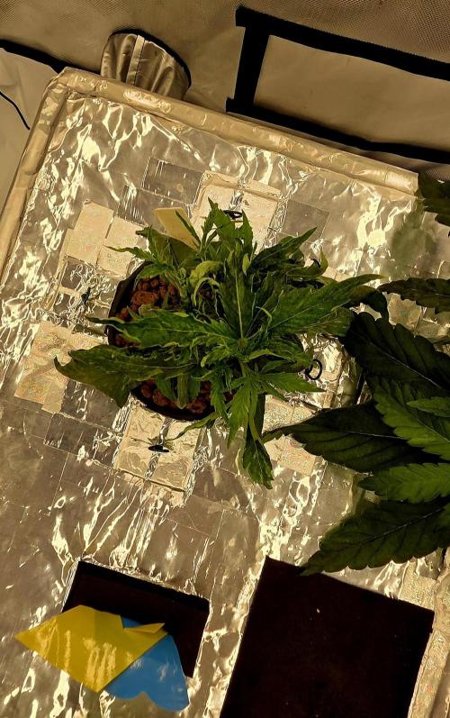 Wizard Trees DIY DWC. Week 4 - the Damaged London top view