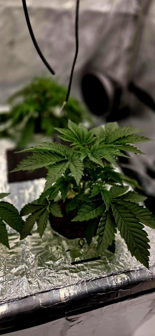 Wizard Trees DIY DWC. Week 4 - Zangria no1 