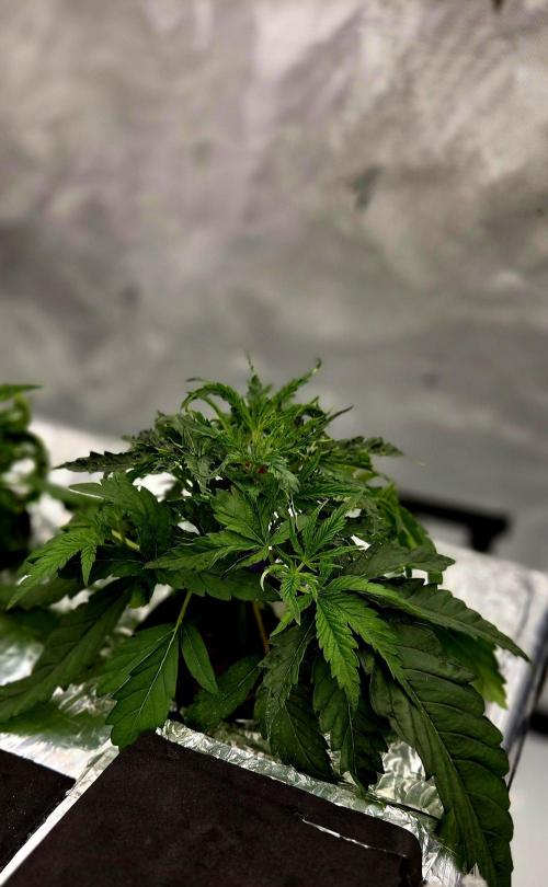 Wizard Trees DIY DWC. Week 4 - London Fog no1
