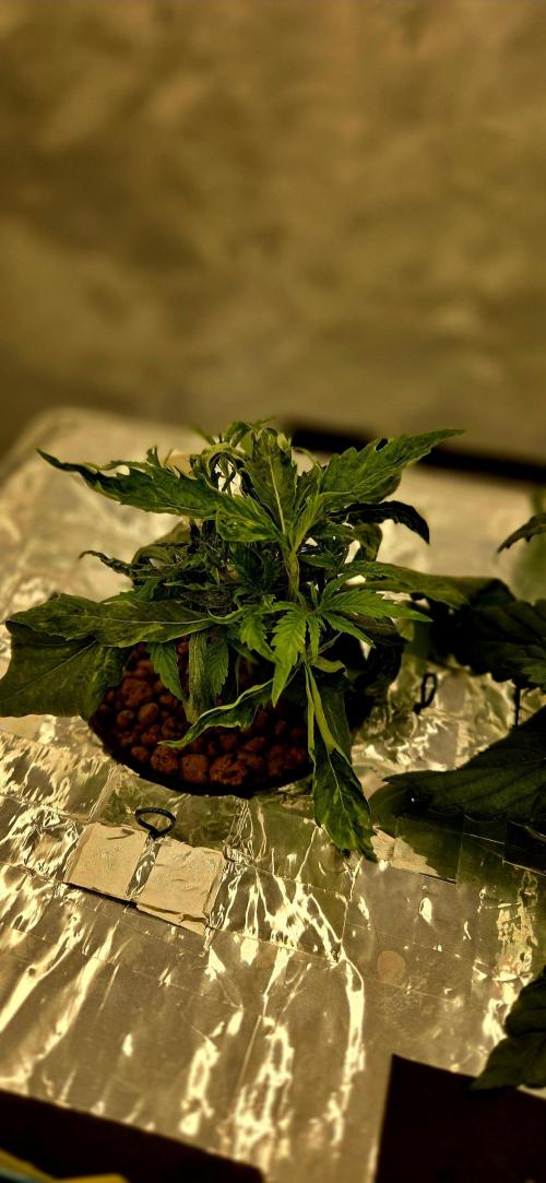 Wizard Trees DIY DWC. Week 4 - London Fog no2