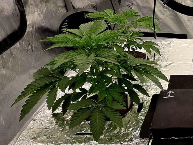 Wizard Trees DIY DWC. Week 4 - Zangrias