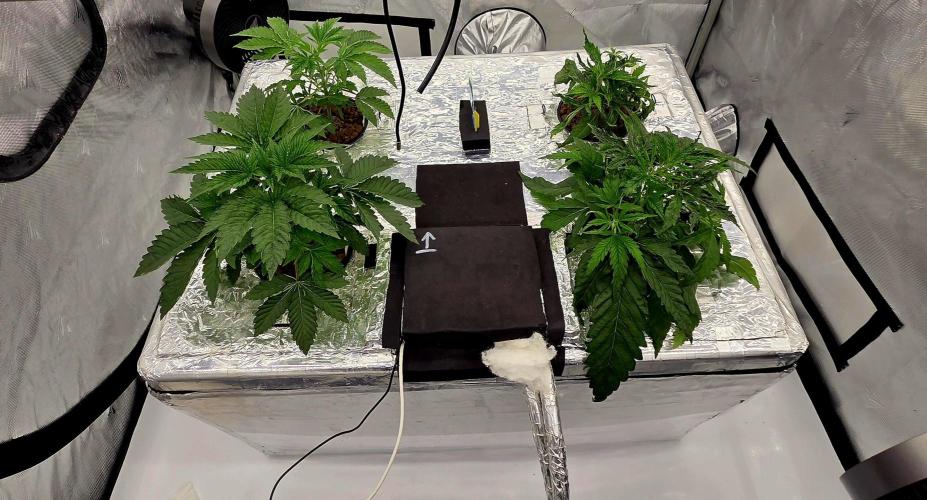 Wizard Trees DIY DWC. Week 4 - Side view =)