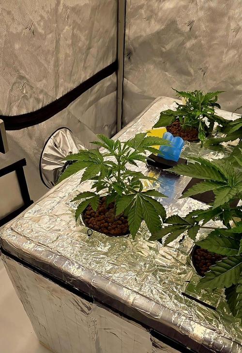 Wizard Trees DIY DWC. Week 4 - Zangria no2