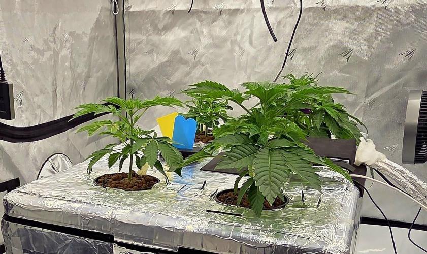 Wizard Trees DIY DWC. Week 4 - all 4 =)