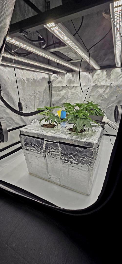 Wizard Trees DIY DWC. Week 4 - System