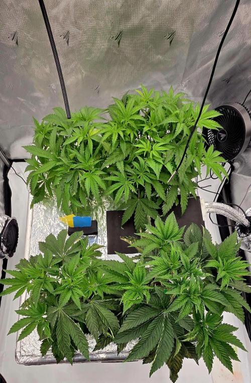 Wizard Trees DIY DWC. Week 5 - All 4 =)
