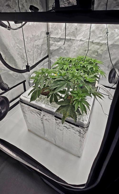Wizard Trees DIY DWC. Week 5 - some older leaf dmg