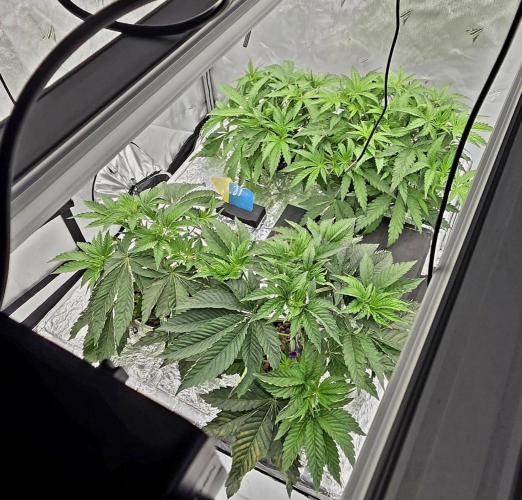 Wizard Trees DIY DWC. Week 5 - Top view :)
