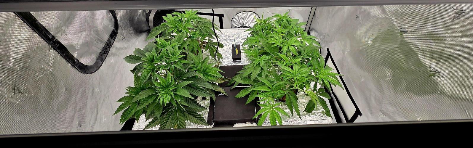 Wizard Trees DIY DWC. Week 5 - Zangria S1 left - London Fog right 