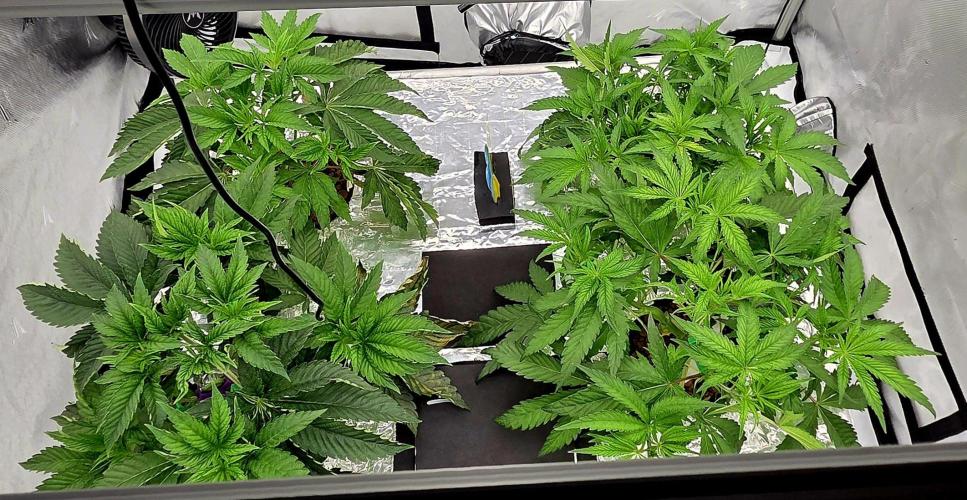 Wizard Trees DIY DWC. Week 5 - Zangria left side London fog right