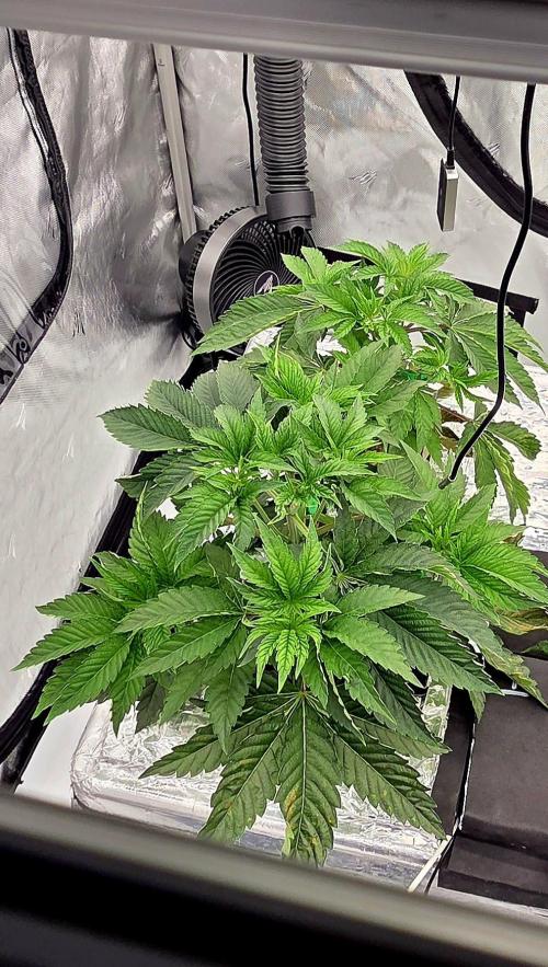 Wizard Trees DIY DWC. Week 5 - Zangria