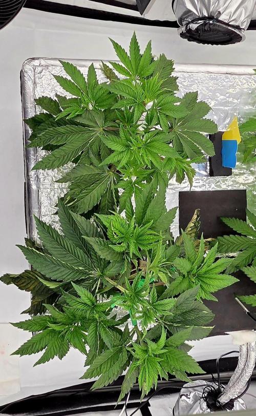 Wizard Trees DIY DWC. Week 5 - Zangria S1 Top View