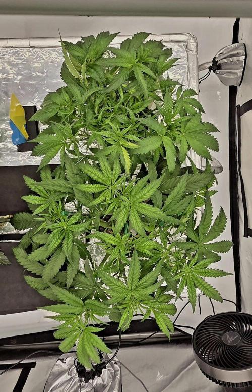 Wizard Trees DIY DWC. Week 5 - London Fog Top View 