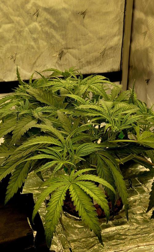 Wizard Trees DIY DWC. Week 5 - London