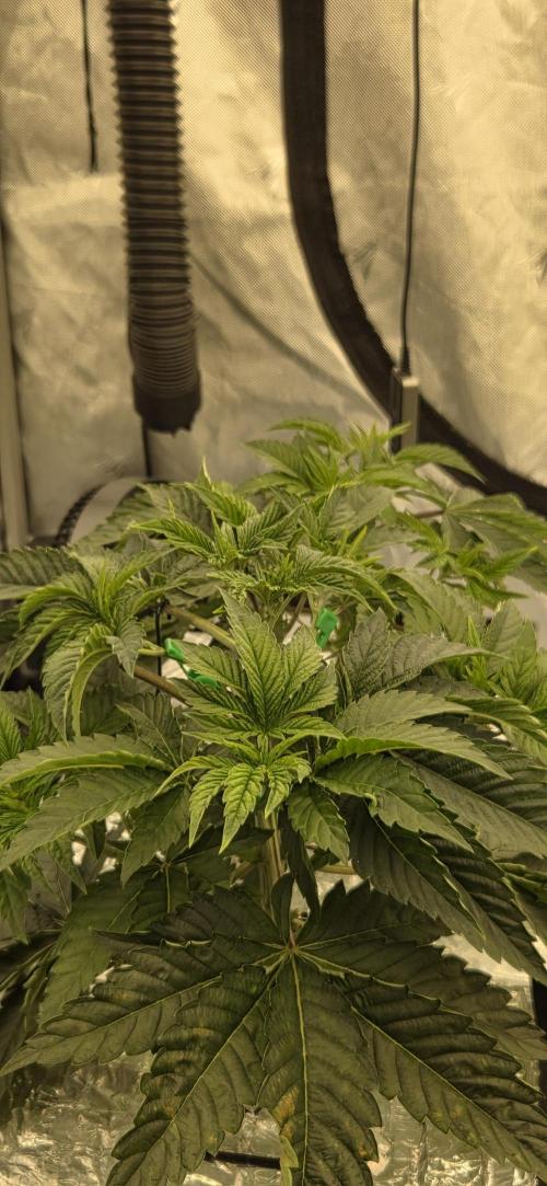 Wizard Trees DIY DWC. Week 5