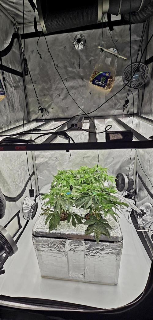 Wizard Trees DIY DWC. Week 5 - System