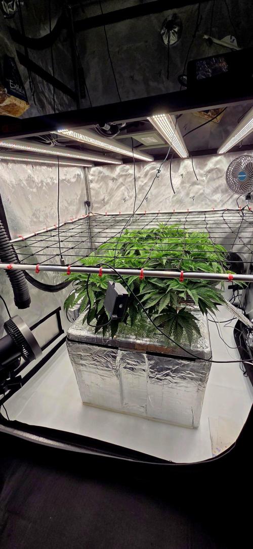 Wizard Trees DIY DWC. Week 6 - System