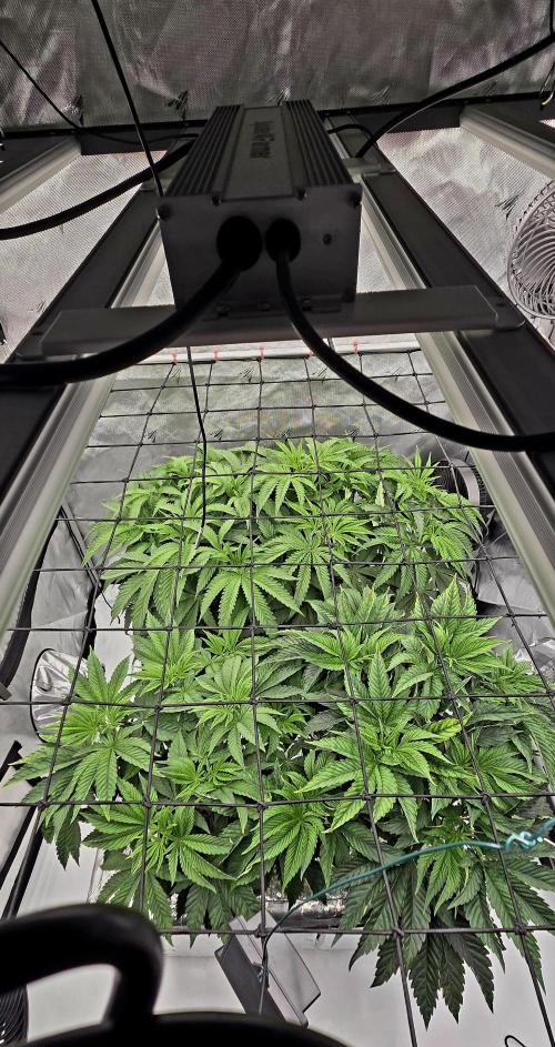 Wizard Trees DIY DWC. Week 6 - All 4 =)