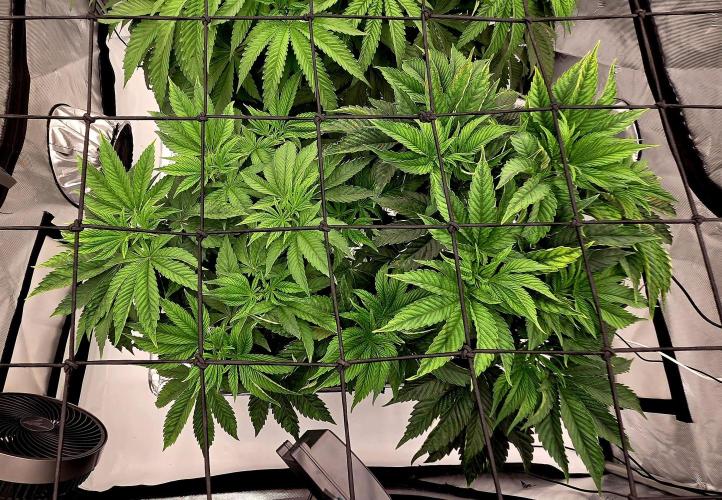 Wizard Trees DIY DWC. Week 6 - Zangrias =) 