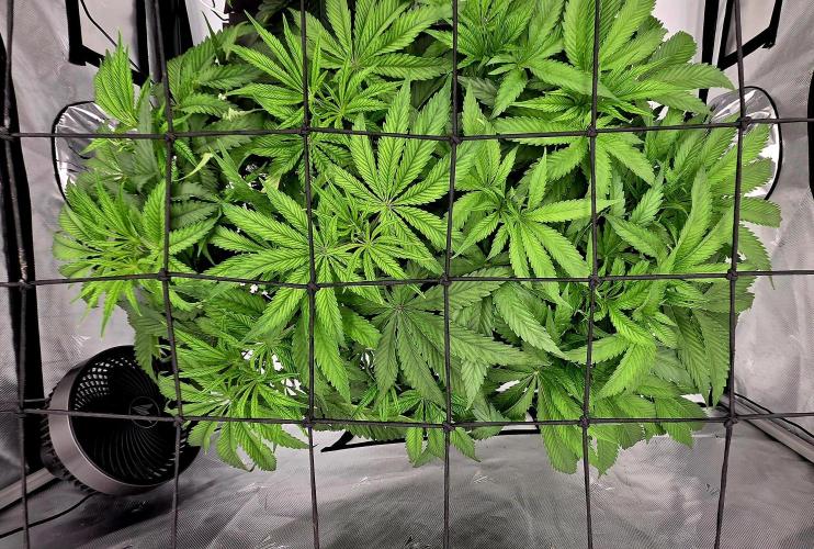 Wizard Trees DIY DWC. Week 6 - Londons =)