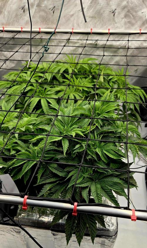 Wizard Trees DIY DWC. Week 6 - Zangria 1