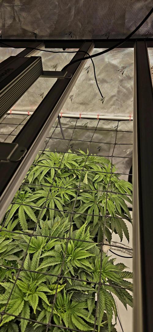 Wizard Trees DIY DWC. Week 6 - London 1 back Zangria 1 front