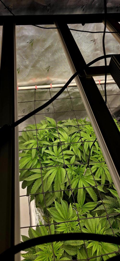 Wizard Trees DIY DWC. Week 6 - London 2 BACK WTF :D 