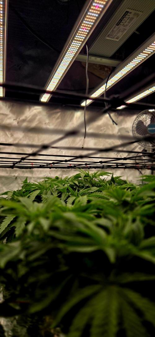 Wizard Trees DIY DWC. Week 6 - System