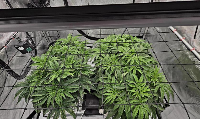 Wizard Trees DIY DWC. Week 6 - left side Zangria S1 right side London Fog