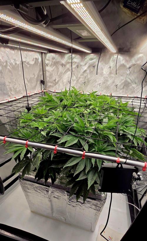 Wizard Trees DIY DWC. Week 7 - Another canopy shot