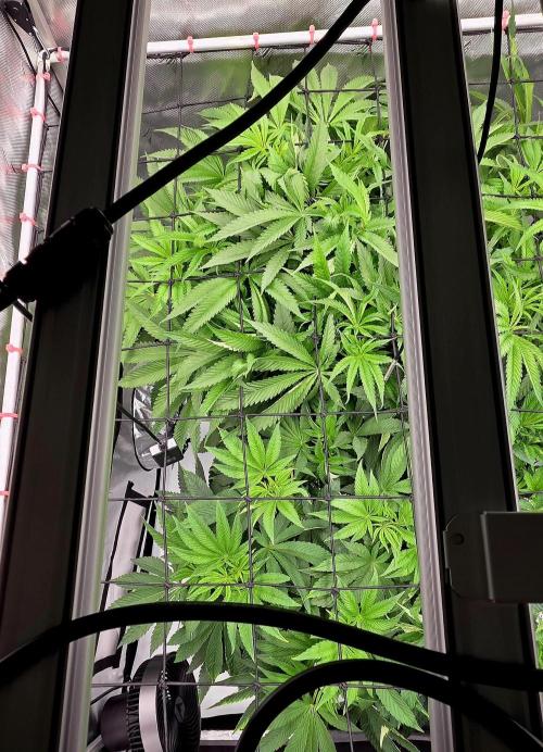 Wizard Trees DIY DWC. Week 7 - Top view, back london no2 front zangria no2
