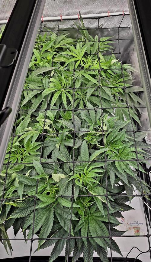 Wizard Trees DIY DWC. Week 7 - Top view, back london no1 front zangria no1