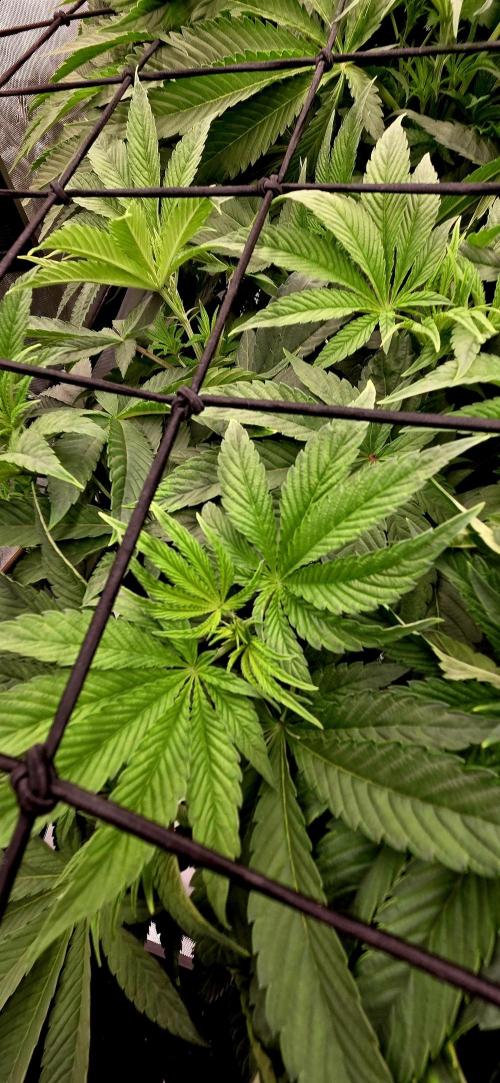 Wizard Trees DIY DWC. Week 7 - Lets go =))