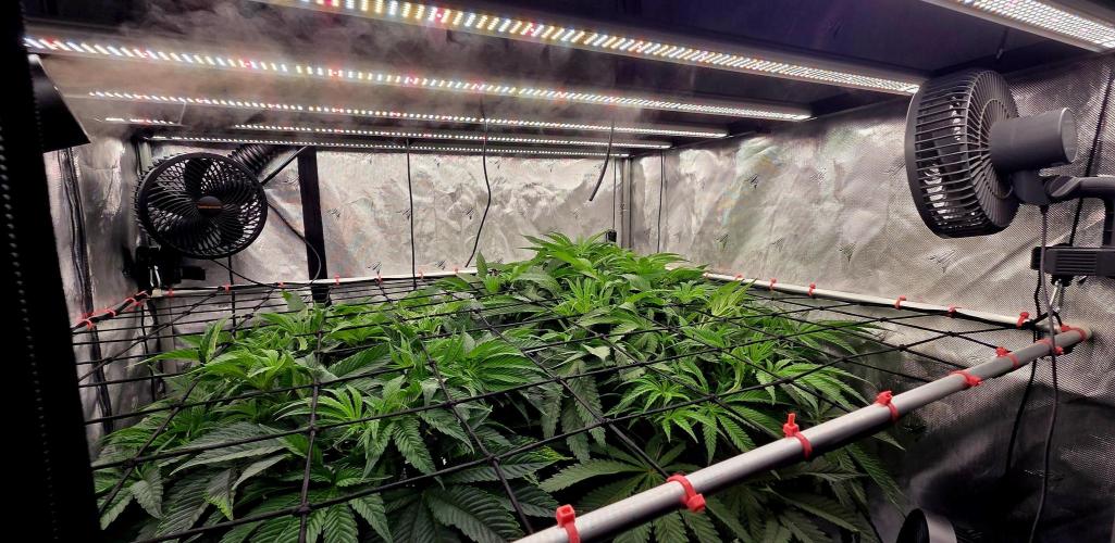 Wizard Trees DIY DWC. Week 7 - Canopy