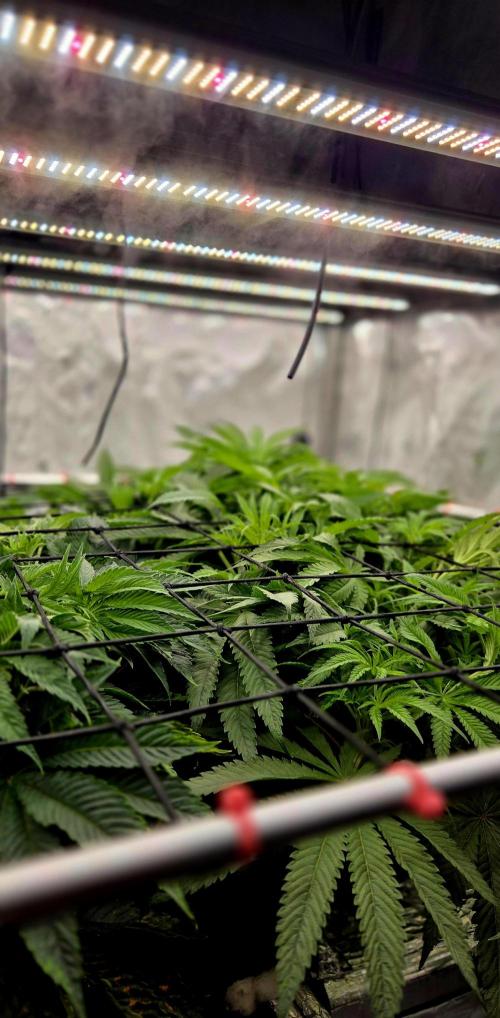 Wizard Trees DIY DWC. Week 7 - co2 