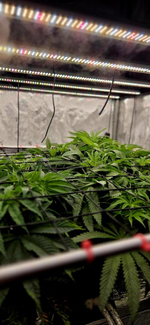 Wizard Trees DIY DWC. Week 7