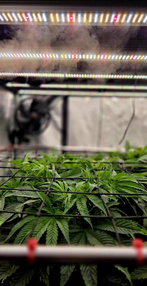 Wizard Trees DIY DWC. Week 7 - soon were there =)
