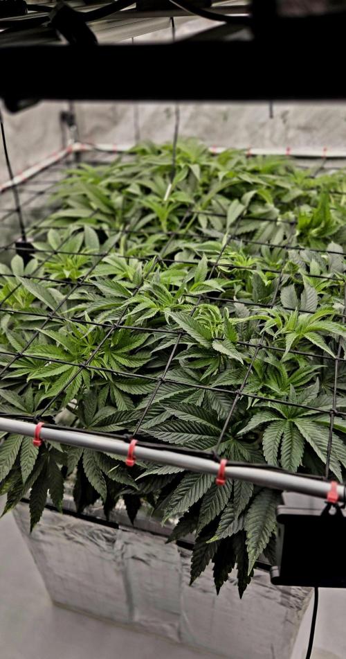 Wizard Trees DIY DWC. Week 7 - All 4 =) 