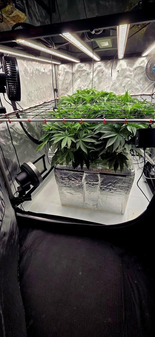 Wizard Trees DIY DWC. Week 7 - System =) 
